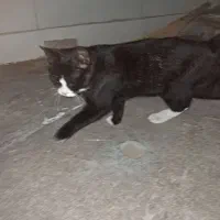 یک گربه پیدا کردم|حیوانات|دورود, |دیوار