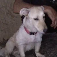 سگ خانگی
