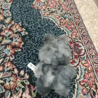 لبوبو سکرت نونو|اسباببازی بچه|خرانق, |دیوار