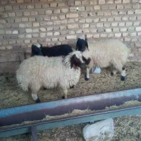 بره شیر چاق