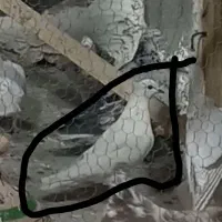 شب بالا مونده