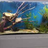 یک آکواریوم لاکچری|ماهی|مشهد, الهیه|دیوار