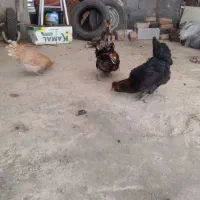 مرغ وخروس لهستانی|حیوانات مزرعه|سنندج, |دیوار