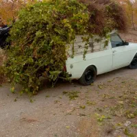 نهال انگورت رو از منه کشاورز بخر