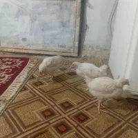 جوجه گوشتی ۱۵روزه