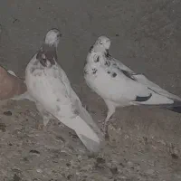 کبوتر پرشی|پرنده|سیستان, |دیوار