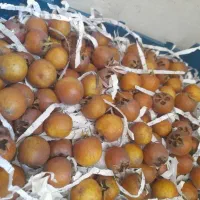 ازگیل