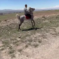 اسب نریان سه ساله نوه کامران