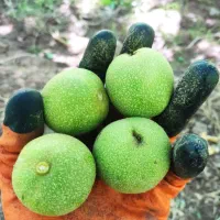 گردو درجه یک پوست کاغذی