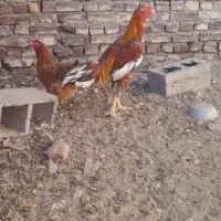 خروس لاری و یه مرغ ولایتی|حیوانات مزرعه|قهستان, |دیوار