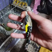 جوجه سهره نرکال