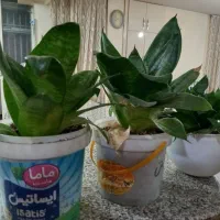 گلدان|گل و گیاه طبیعی|همدان, |دیوار