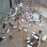 پرنده رنگی|پرنده|فاروج, |دیوار