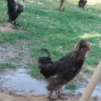 جوجه گیلین فروشی اردک مرغه تخم گذار
