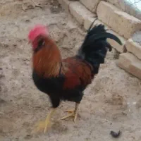 خروس محلی ولاری قیمت 600 تومن