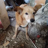 سگ هیواپت|سگ|رشت, منظریه|دیوار