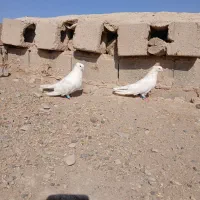 جفت ککولی|پرنده|باروق, |دیوار