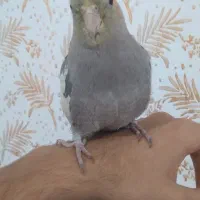 فروش عروس هلندی سخنگو