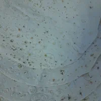 پخش نان بربری و تافتون