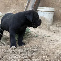 توله canecorsoکن کورسو مشکی ماده|سگ|چهارباغ, |دیوار