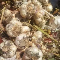 سیر محلی باماندگاری بالا