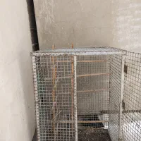 گنجه کفتر تمیز