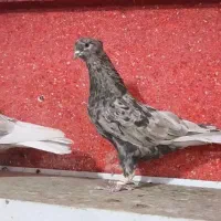 کفتر دم سفید کرم|پرنده|شیراز, تندگویان|دیوار