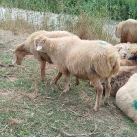 بره قوشدوخ
