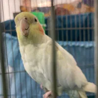 2تا عروس هلندی|پرنده|تهران, بیسیم|دیوار