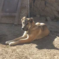 واگذاری|سگ|سراب, |دیوار