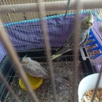 عروس کوتوله