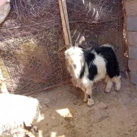 انواع گوسفند کشتنی