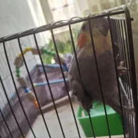 عروس هلندی