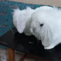 یه جفت خرگوش لوپ هلندی واکسن زده|موش و خرگوش|پرند, فاز ۵|دیوار