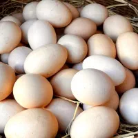 تخم مرغ نطفه دار خارجی و لاری چابهاری اصیل