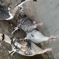 بوقلمون ماده وقوغاز جوان