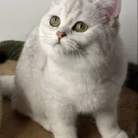 گربه بریتیش ماده سیلور چشم زمردی