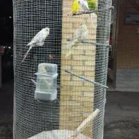 عروس،کوتوله،مرغعشق|پرنده|اردکان, |دیوار