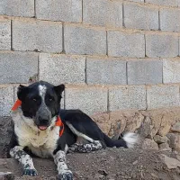 سنگهبان یه مال درجه یک|سگ|کاشان, امیرکبیر|دیوار