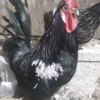 خروس پاکوتاه ۱۵۰۰