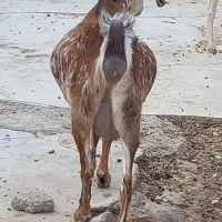 بز صلاله آبستن