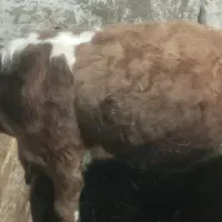 فروش کوساله سیمینتال درجه یک|حیوانات مزرعه|هیر, |دیوار