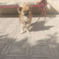 واگذاری پامر