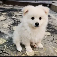 سگ پامر  خرسی مینیاتوری  کوچولو همراه وسایلش