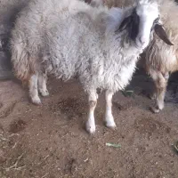 دو عدد بره قوچ|حیوانات مزرعه|کرمانشاه, |دیوار