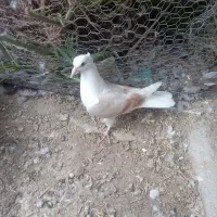 کبوتر|پرنده|مروست, |دیوار