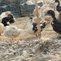 فروش اردک دشتی به صورت یکجا قیمت کاسبی