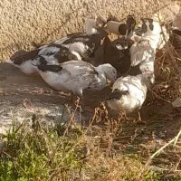 اوردک|حیوانات مزرعه|جوادآباد, |دیوار