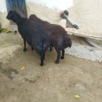 دو عدد قوچ قزل|حیوانات مزرعه|ماهنشان, |دیوار