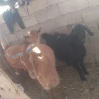 سلام بز سرحال